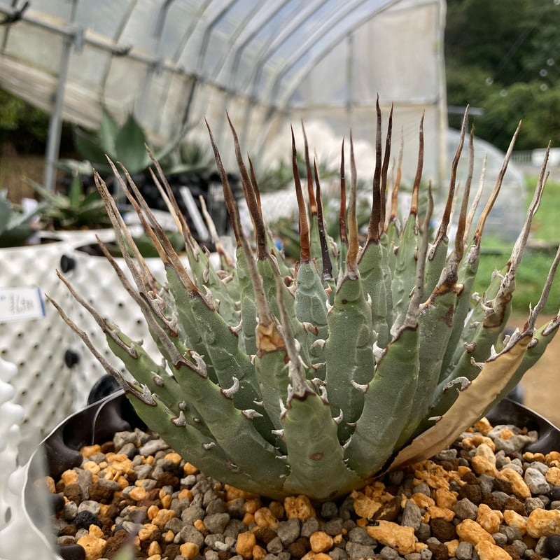 ユタエンシス・エボリスピナ 完全発根個体（250912） | アガベの専門店